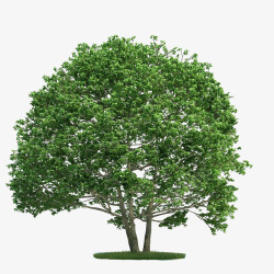 茂盛的桉树素材