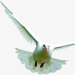 展翅飞翔的和平鸽动物素材