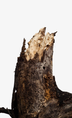 褐色干枯腐朽的树根树干素材