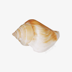 海螺贝壳素材