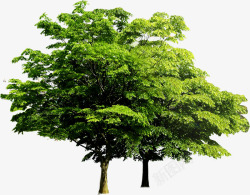 绿色植物树木效果素材