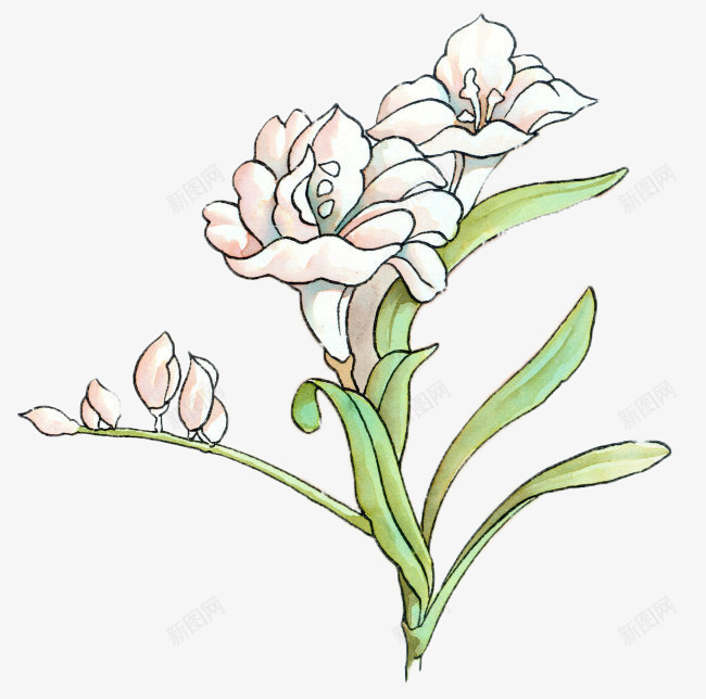 手绘山茶花png免抠素材_88icon https://88icon.com 叶子 山茶花 彩绘 手绘 插画 植物 白色 白色山茶花 花卉 花朵