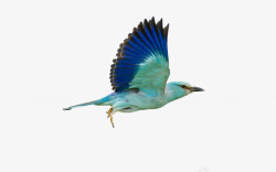 蓝色的飞翔的鸟素材