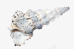 斑点纹海螺壳素材