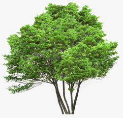 枝繁叶茂的树木素材