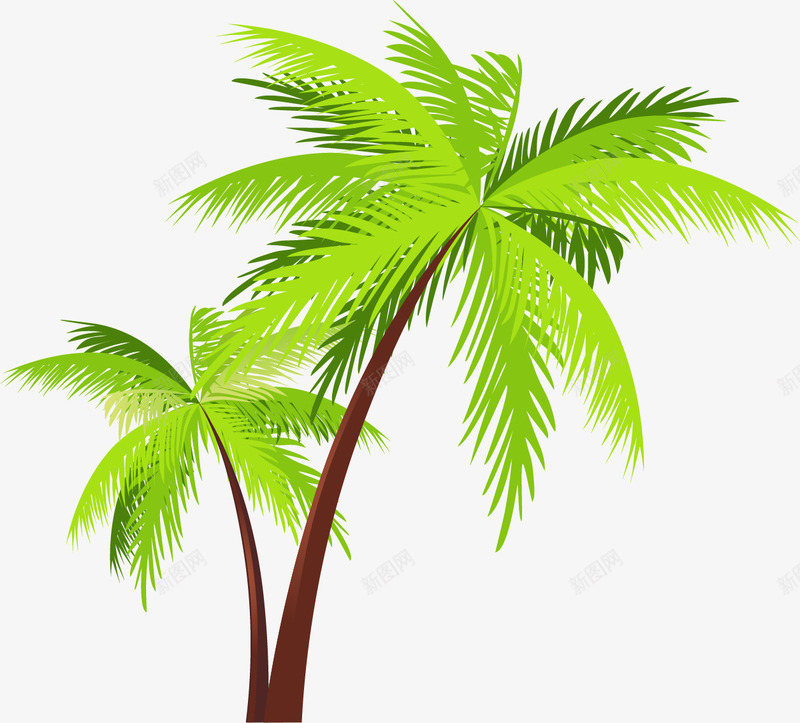 槟榔树的叶子png免抠素材_88icon https://88icon.com 叶子 树 树木 植物 槟榔 槟榔树 绿色 绿色植物