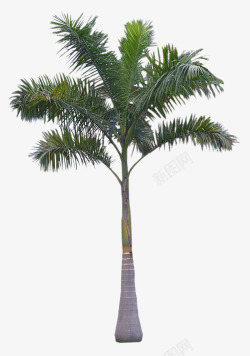 热带植物绿色棕树素材