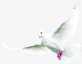 飞翔的白鸽和平鸽素材