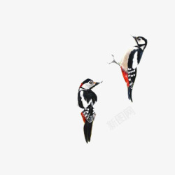 捕捉害虫啄木鸟各种形态片高清图片