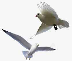 自由飞翔的白鸽素材