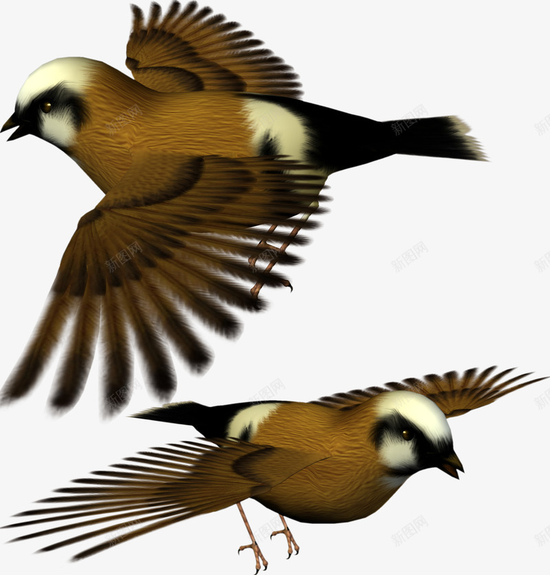 可爱的棕色小鸟动物psdpsd免抠素材_88icon https://88icon.com PSD格式 PSD格式素材 psd素材 免费PNG 可爱动物 棕色小鸟 棕色鸟类 飞翔的小鸟