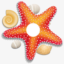 海星贝壳素材