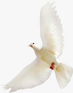 白色白鸽展翅飞翔素材