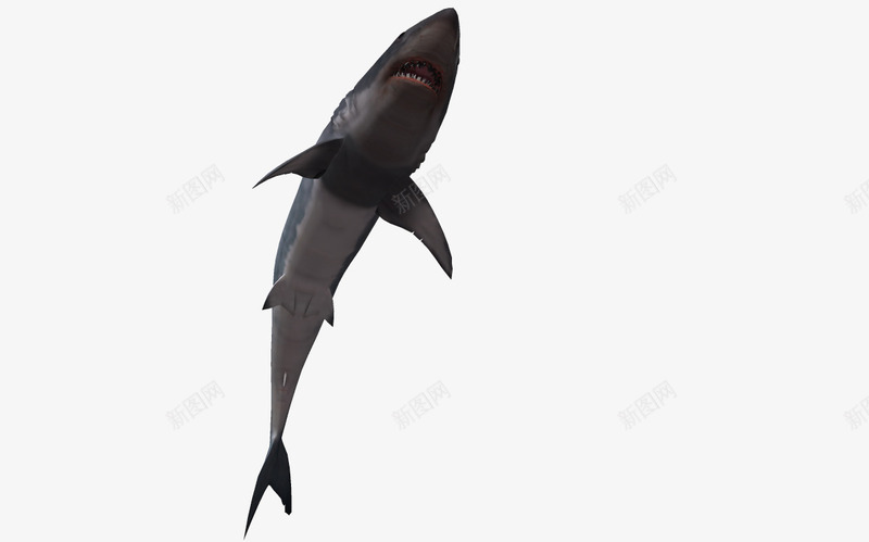 3d鱼类卡通png免抠素材_88icon https://88icon.com 3D 卡通鱼 海底动物 海洋 海洋生物 鱼类