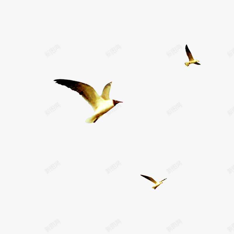 三只飞翔的鸟png免抠素材_88icon https://88icon.com 动物 翅膀 黄色