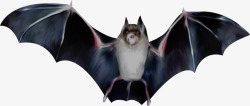 手绘万圣节飞翔的蝙蝠素材