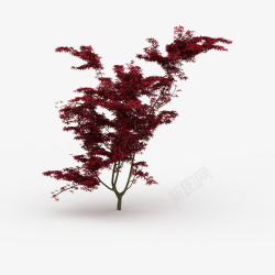 一棵茂盛红色枫树叶子树木素材