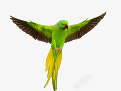 飞翔的绿色鹦鹉素材