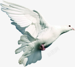 飞翔白色海鸥素材