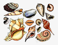 卡通海洋生物贝壳素材