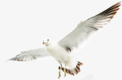 飞翔白色海鸥海上素材