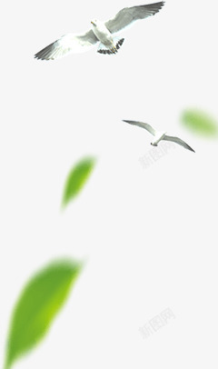 鸟飞翔的鸟绿叶装饰的鸟素材