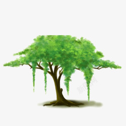垂柳树垂柳纪念高清图片