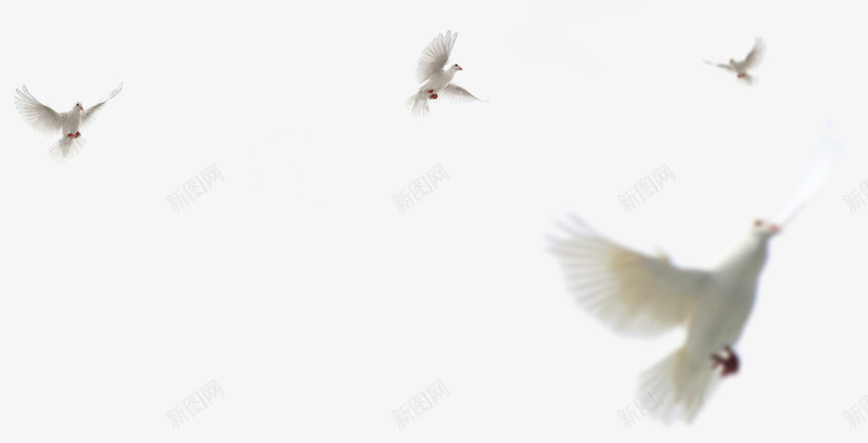 飞翔的白色鸽子鸟类png免抠素材_88icon https://88icon.com 白色 飞翔 鸟类 鸽子