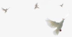飞翔的白色鸽子鸟类素材