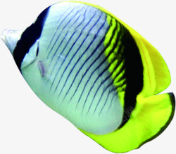 一个黄尾巴条纹状小丑鱼素材