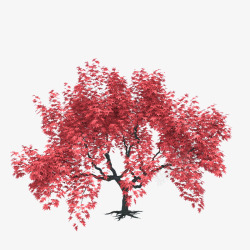 一棵盛开红色叶子树木素材