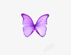 梦幻紫色蝴蝶素材