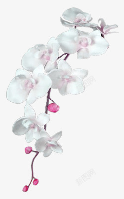 白色清新花藤装饰图案素材