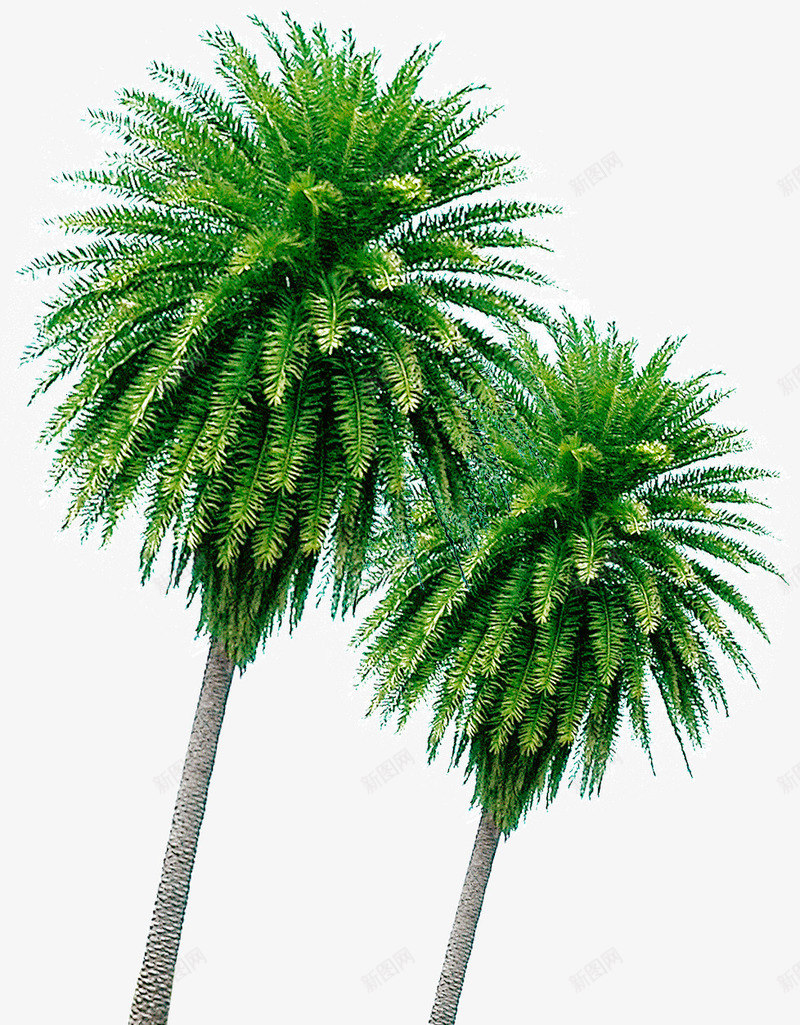 热带椰树png免抠素材_88icon https://88icon.com 树木 植物 椰树 海边 热带