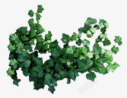 藤蔓绿色植物素材