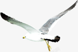 飞翔白色海鸥效果素材