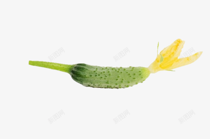 简约可爱清新美食小黄瓜图png免抠素材_88icon https://88icon.com 水果黄瓜 绿色 蔬菜黄瓜 黄瓜 黄瓜幼苗 黄瓜花 黄瓜藤