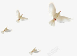 白色飞翔白鸽美景风光素材