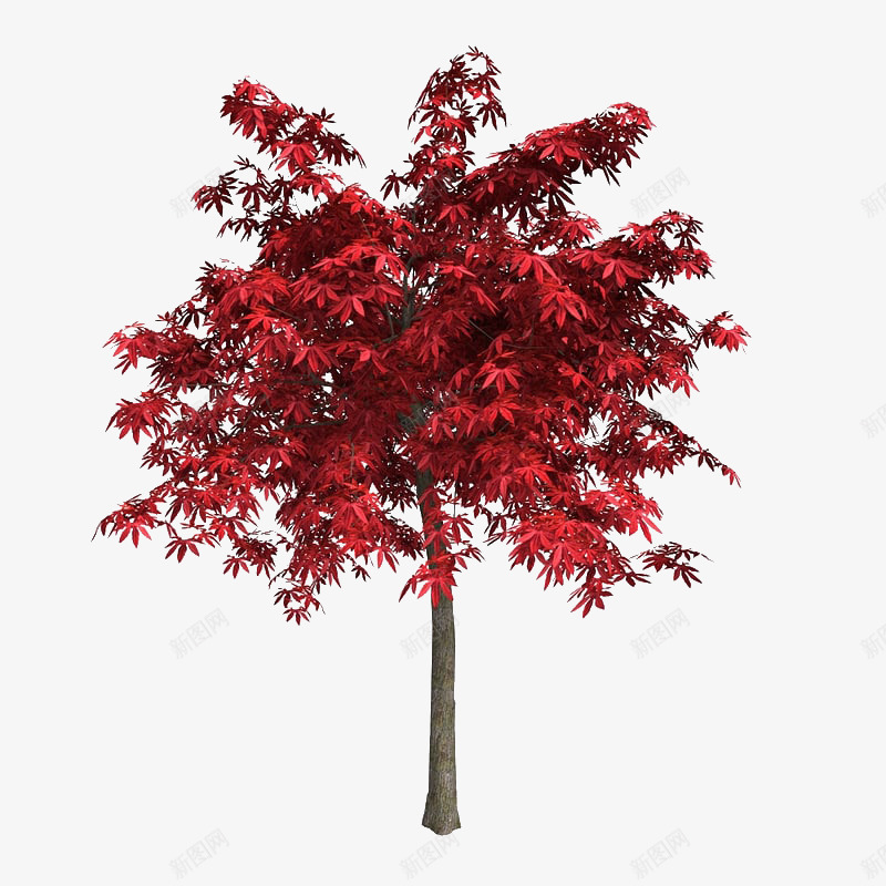 一个笔直红色叶子树木png免抠素材_88icon https://88icon.com 一个笔直红色叶子树木 叶子 树木 红叶树 红色叶子 红色树木