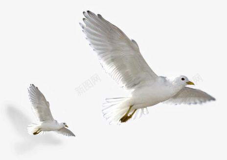 白色飞翔白鸽美景创意png免抠素材_88icon https://88icon.com 创意 白色 白鸽 美景 飞翔