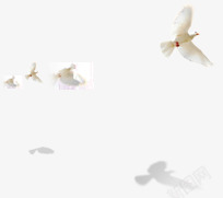 白鸽和平鸽飞翔的格子素材