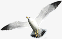 白色海鸥飞翔沙滩素材
