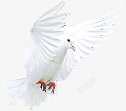 创意海报白色鸽子飞翔素材