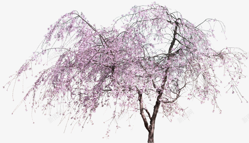 粉色桃花树木装饰图案png免抠素材_88icon https://88icon.com 免抠PNG 树木 桃花 粉色 装饰图案