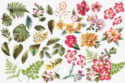 各种植物叶子花卉插画矢量图素材