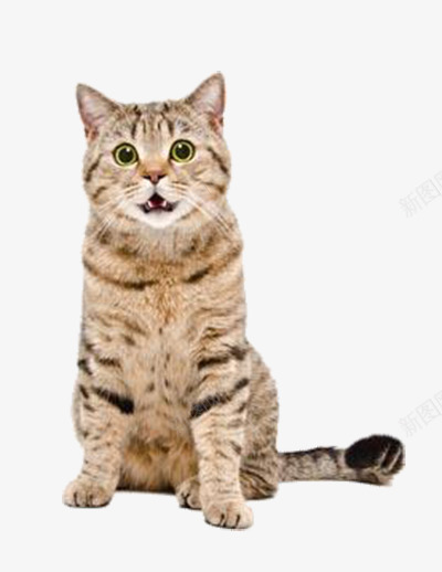 可爱条纹小猫png免抠素材_88icon https://88icon.com 宠物 家猫 花猫