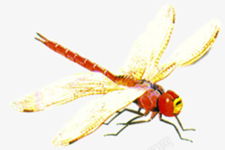 手绘可爱飞翔蜻蜓昆虫素材