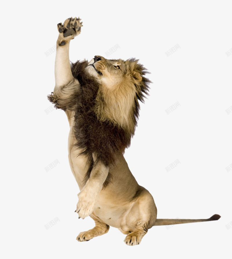 耍酷的狮子png免抠素材_88icon https://88icon.com 凹造型 动物 帅气 拍照 摆POSS 时尚 洋气 潮流 狮子 耍帅 耍酷 装帅 装酷 高清