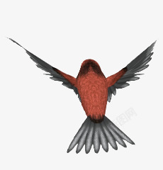 红色飞翔小鸟鸟类动物素材