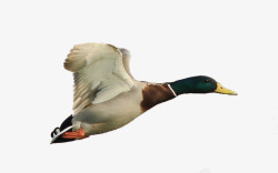 飞鸭飞翔的绿头鸭高清图片